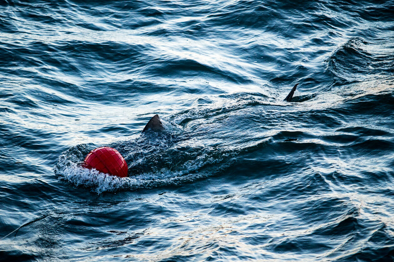 A shark swims in the water.
