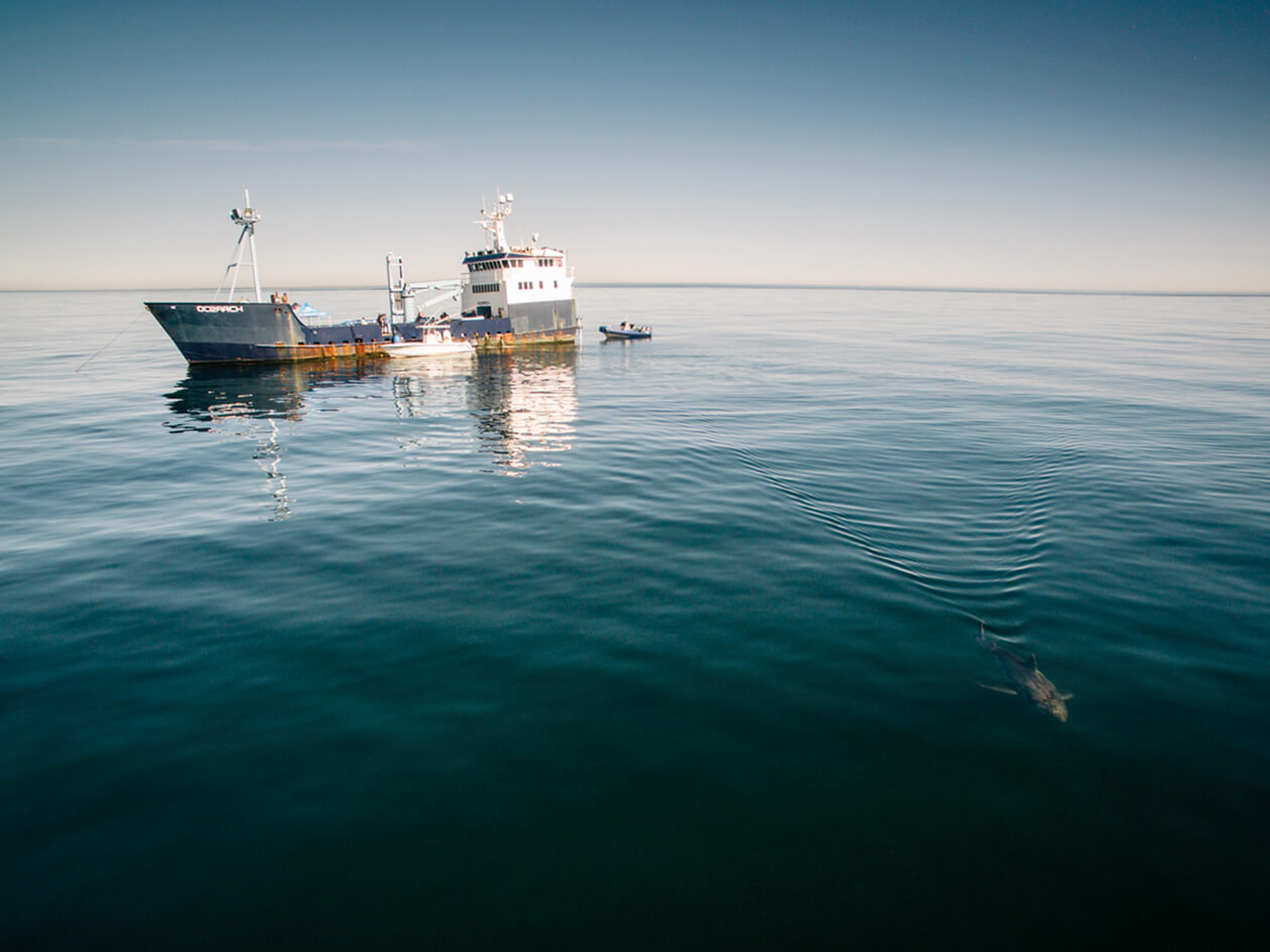 A white shark swims in the water with a ship in the background.