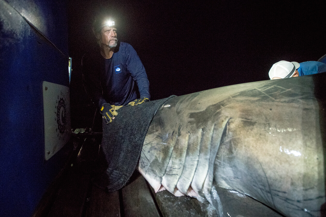A man wearing a headlamp stands next to a shark.