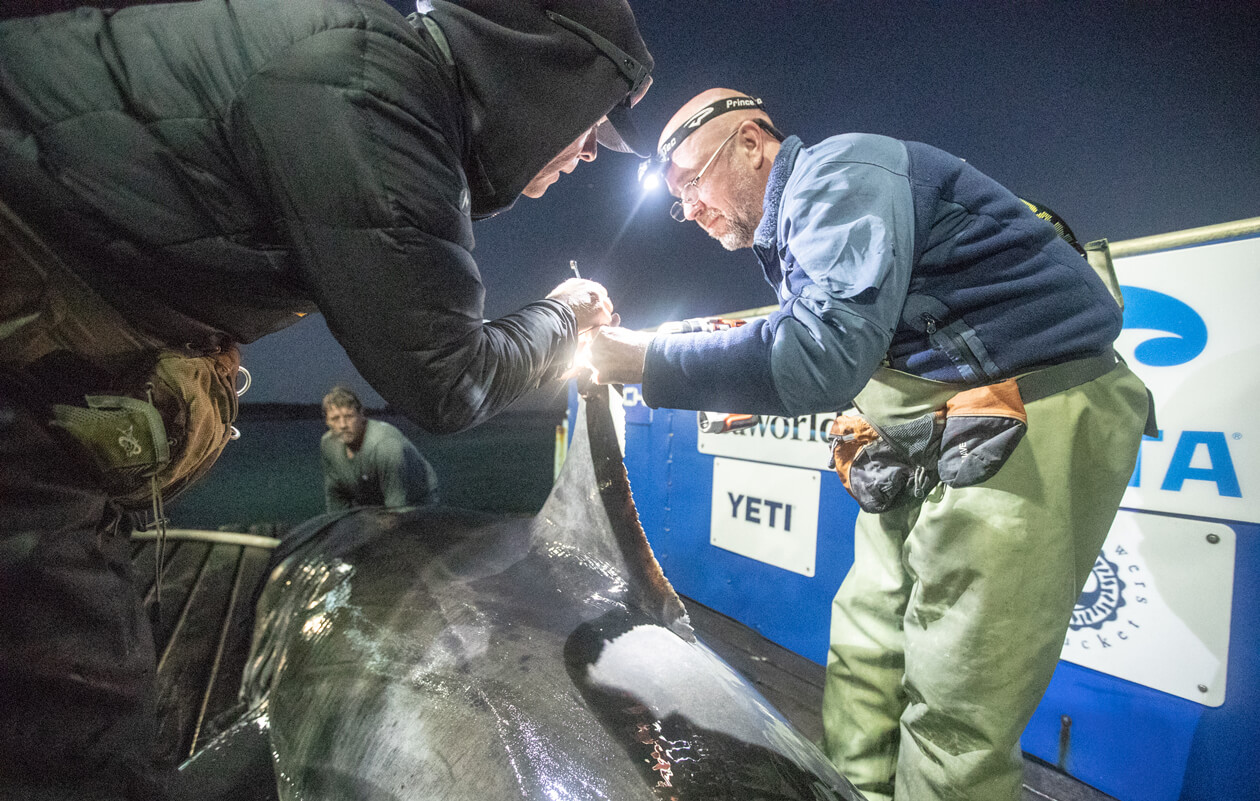 A man attaches a tag to a shark fin.