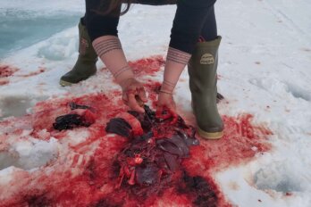 A close crop of hands above remnants of a seal hunt. The meat lies on the snow with blood.