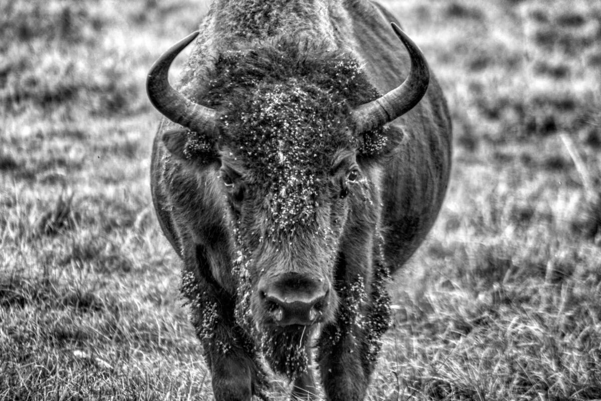 Wild Buffalo Make a Comeback on the Canadian Plains