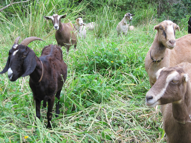 A few goats in the grass