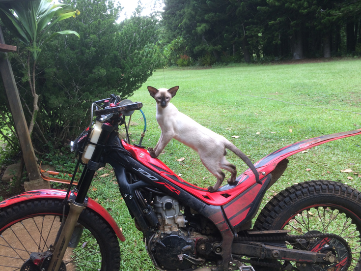 Cat on a motor bike outdoors