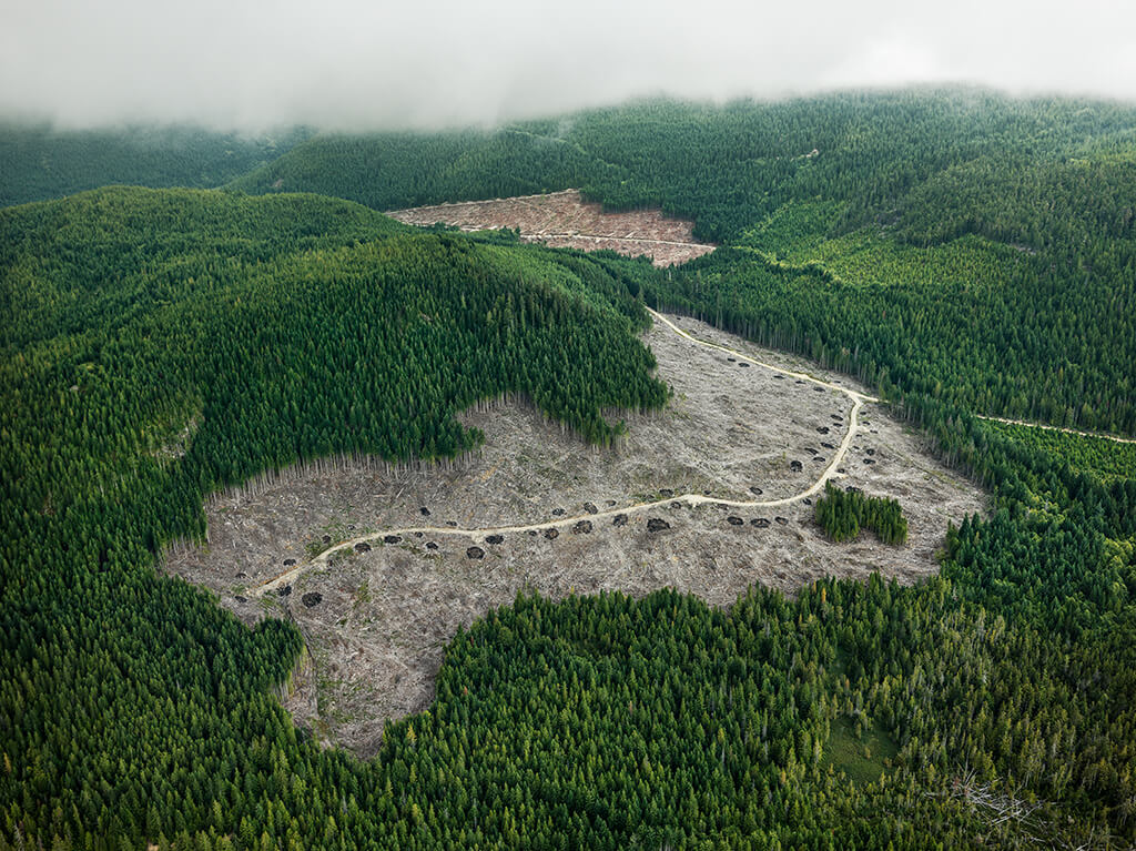 Clearcut #4, Vancouver Island, British Columbia, Canada 2016.