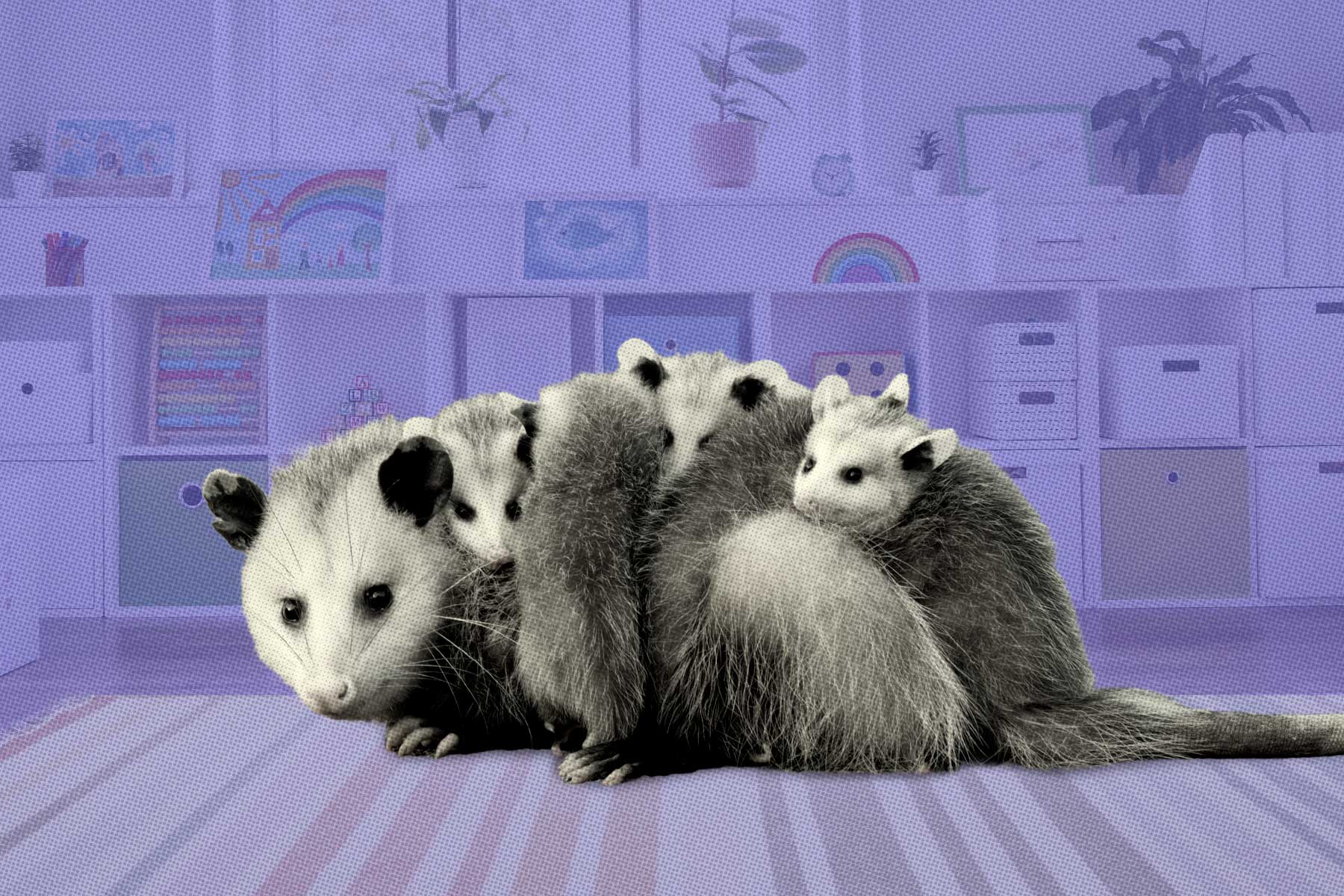 A black-and-white photo of an opossum mother with several babies clinging to her against a purple-tinted nursery photo.