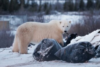 Photo of a polar bear standing next to two black garbage bags.