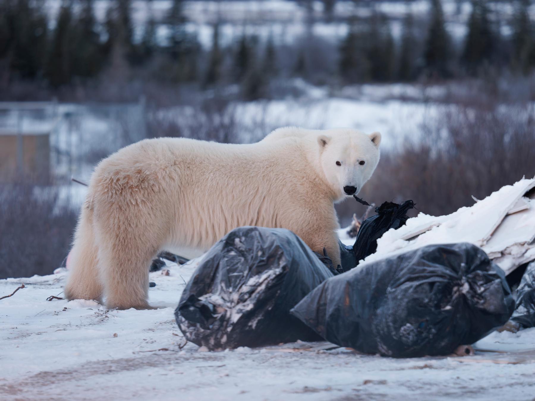 Churchill's Famous Polar Bears Left to Eat Trash | The Walrus