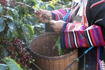 Photo of someone picking coffee beans/