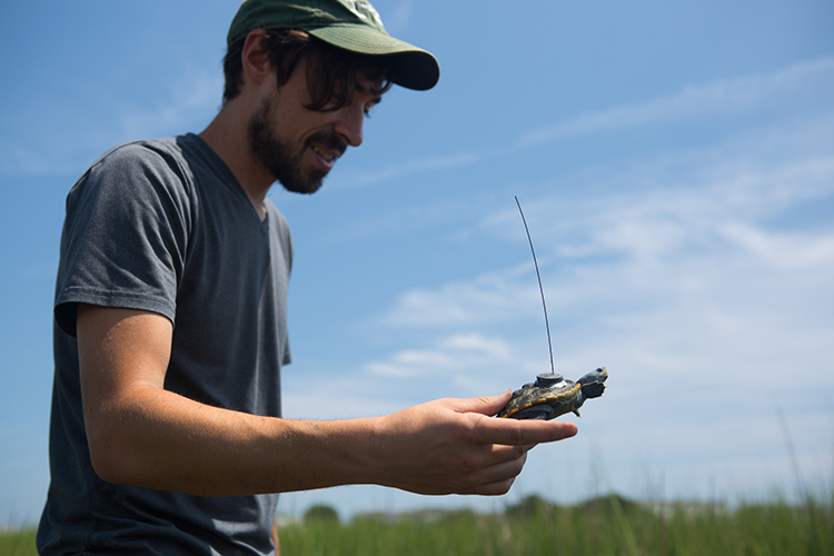 A man wearing a green baseball cap holds a turtle with a radio receiver wire in one hand.