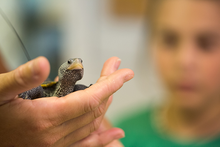 A man's hands hold a turtle with an antenna glued to its shell.