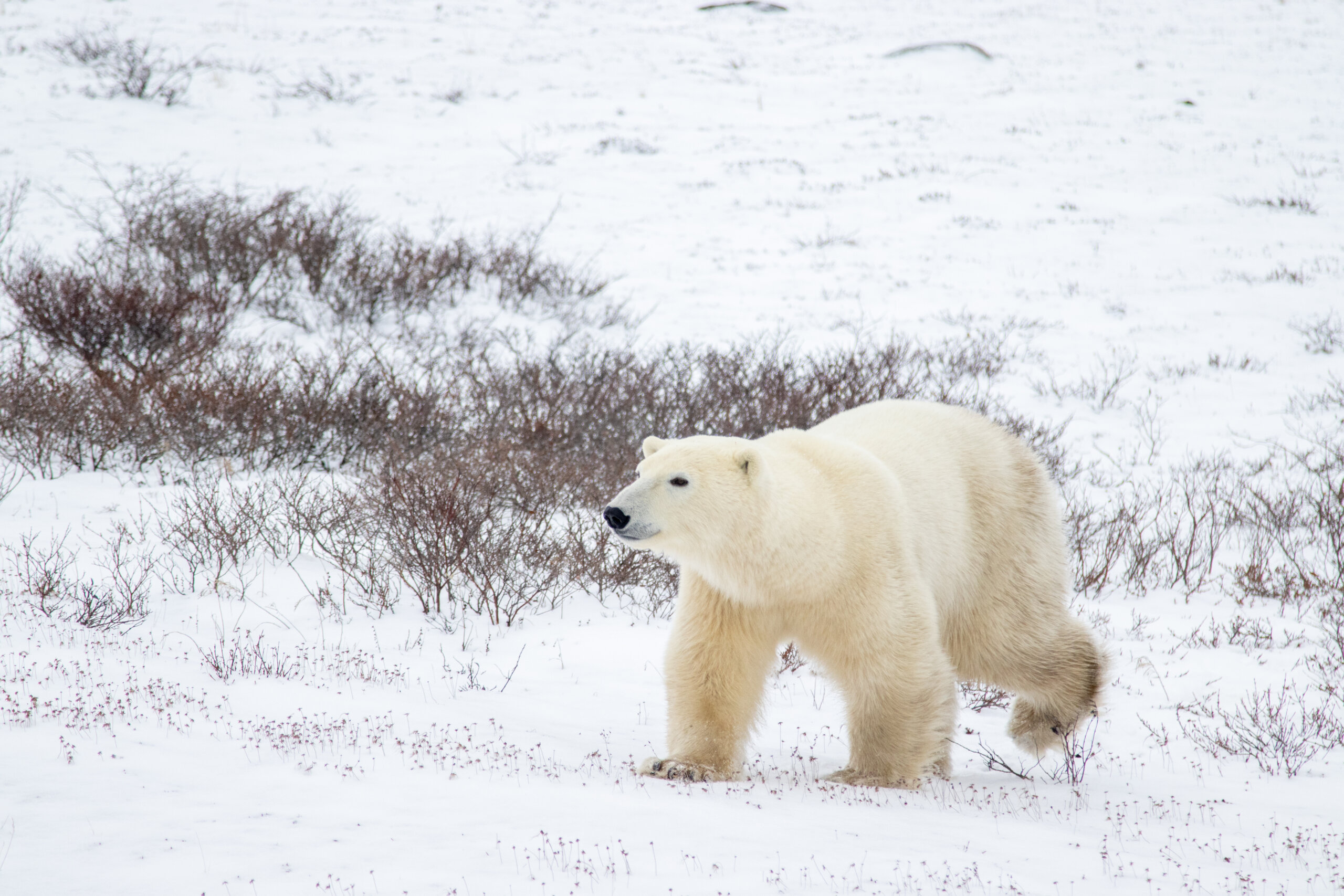 Polar bears in Churchill, Manitoba, Canada.