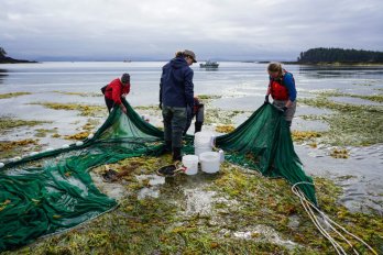 Four researchers equipped with nets and buckets stand in shallow water, surrounded by seaweed.