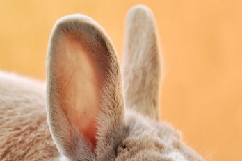 A close-up of a rabbit's ears