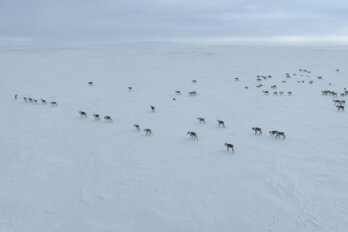 A herd of caribou walks over the frozen waters of Lac du Sauvage, Northwest Territories.