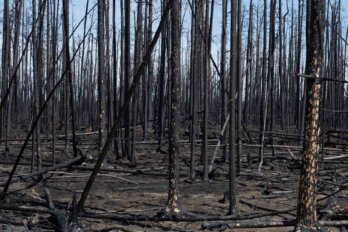 A photo of a burned forest against a blue sky. The slender tree trunks are charred.