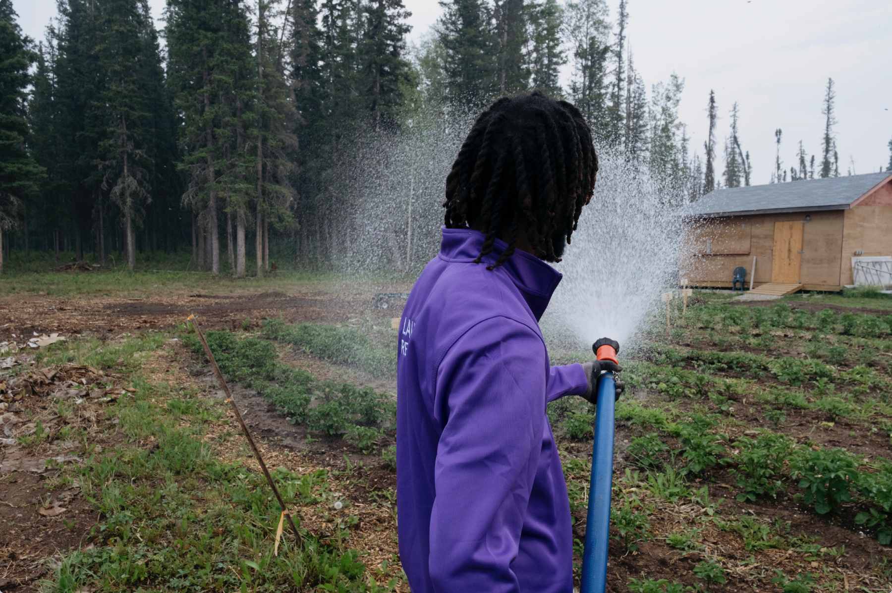 Photo of a man watering a garden with a hose.