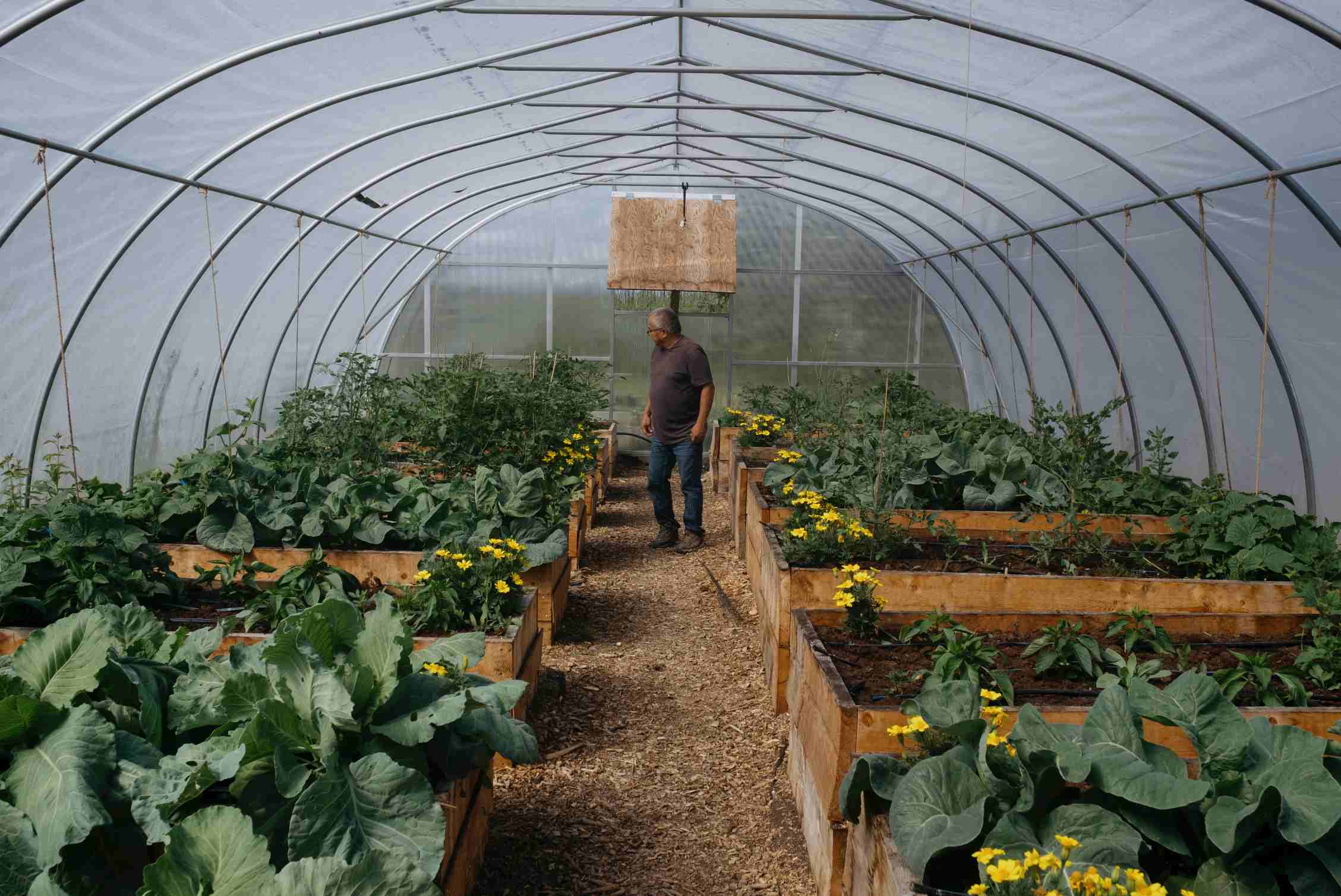 Photo of a man walking through a greenhouse.