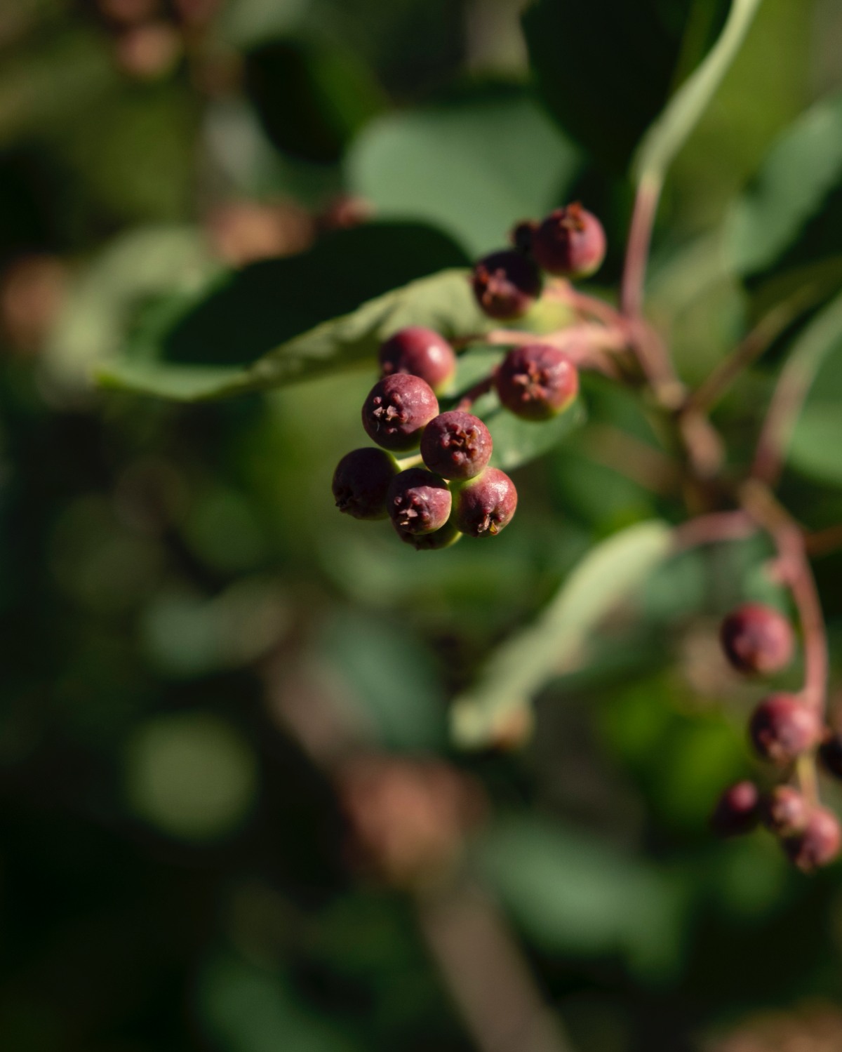 Photo of isatun berries on a plant branch.