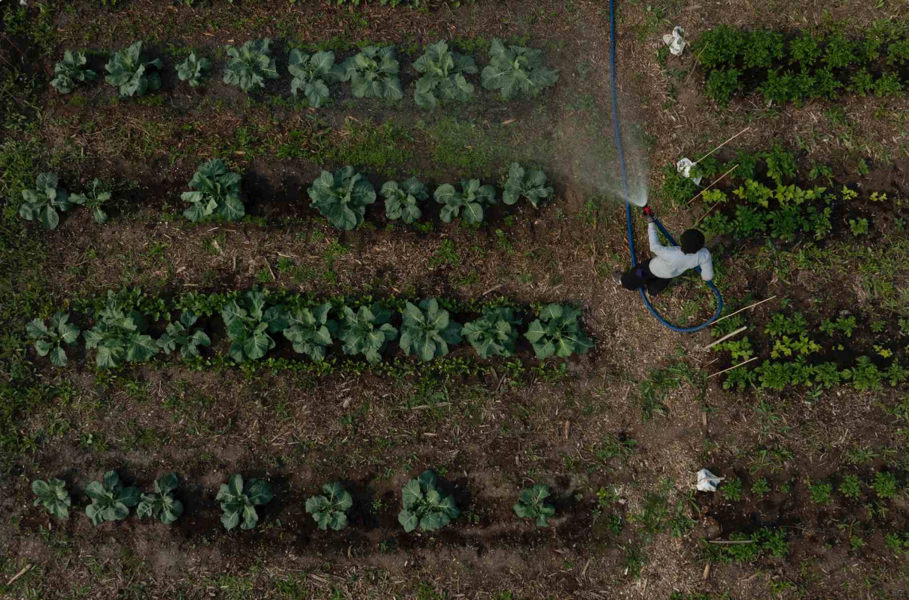 Photo of a man watering a garden with a hose.