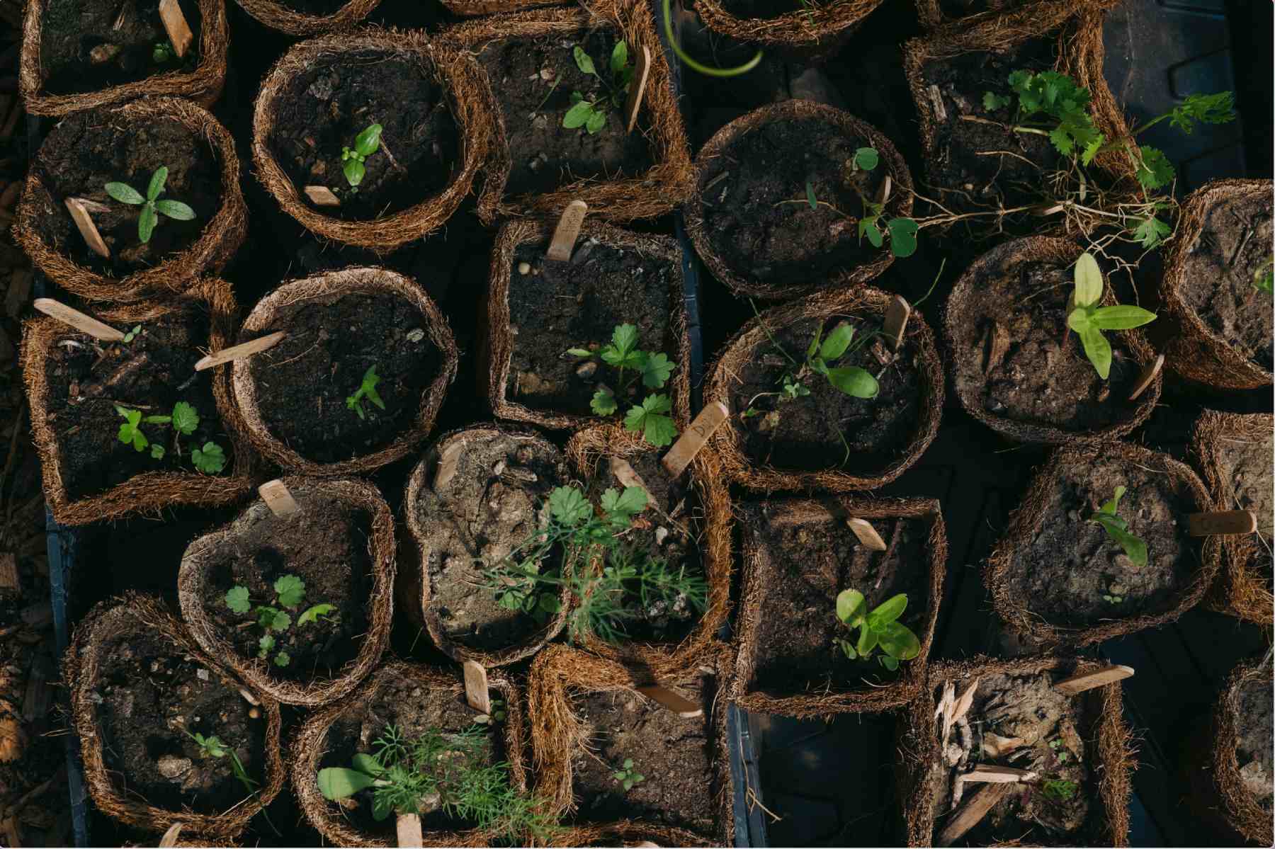 Photo of potted plants from above