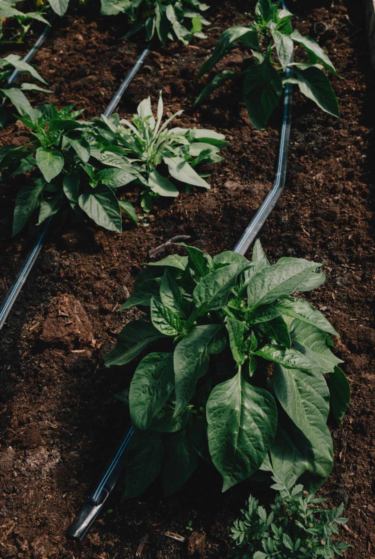 Leafy green plants growing from brown soil.