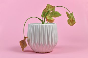 Photo of a plant drooping in a white pot against a pink background.