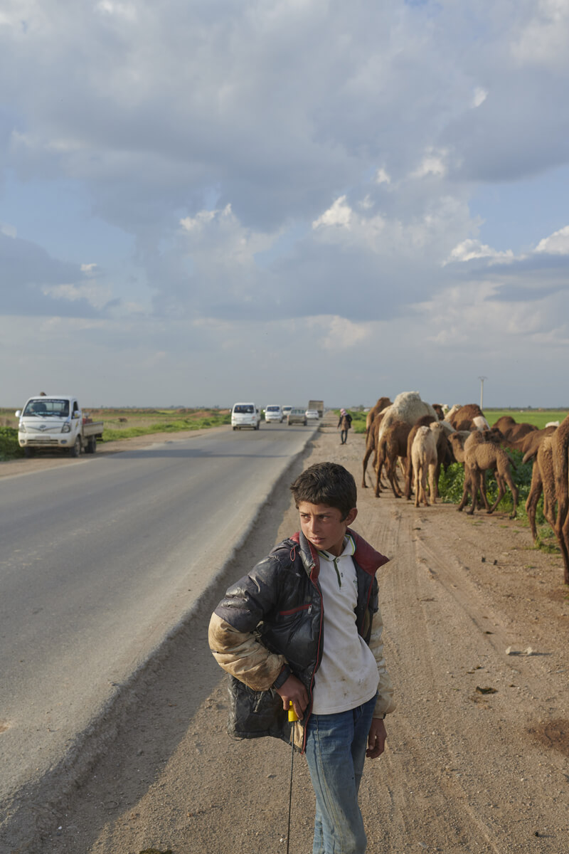 A young boy stands at the side of the road with a group of camels behind him.