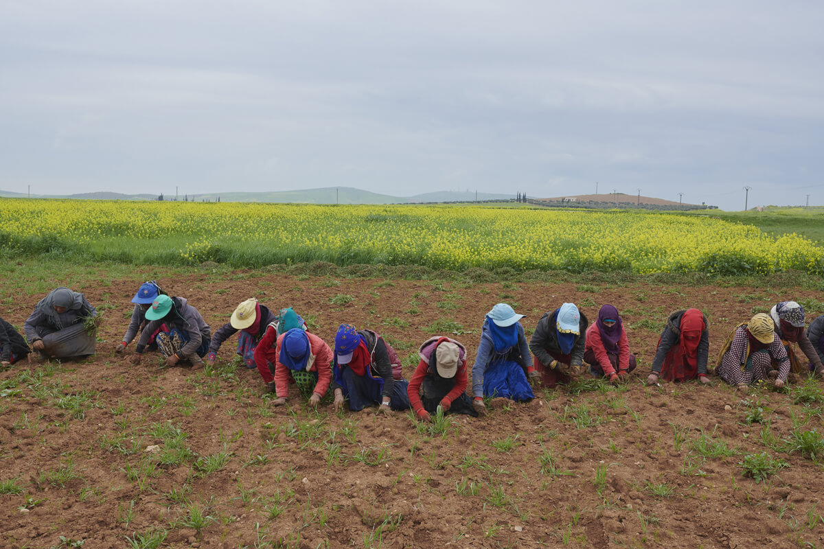 A line of women kneeling in a field, pulling weeds.