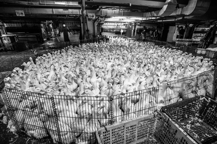 A black and white photograph of a large pen stuffed full of white ducks.