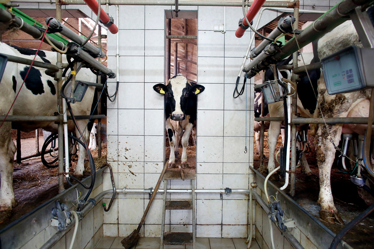 Photograph of a black and white cow in a very narrow enclosure in a tiled room. Other cows are closely packed behind metal barriers in the room.