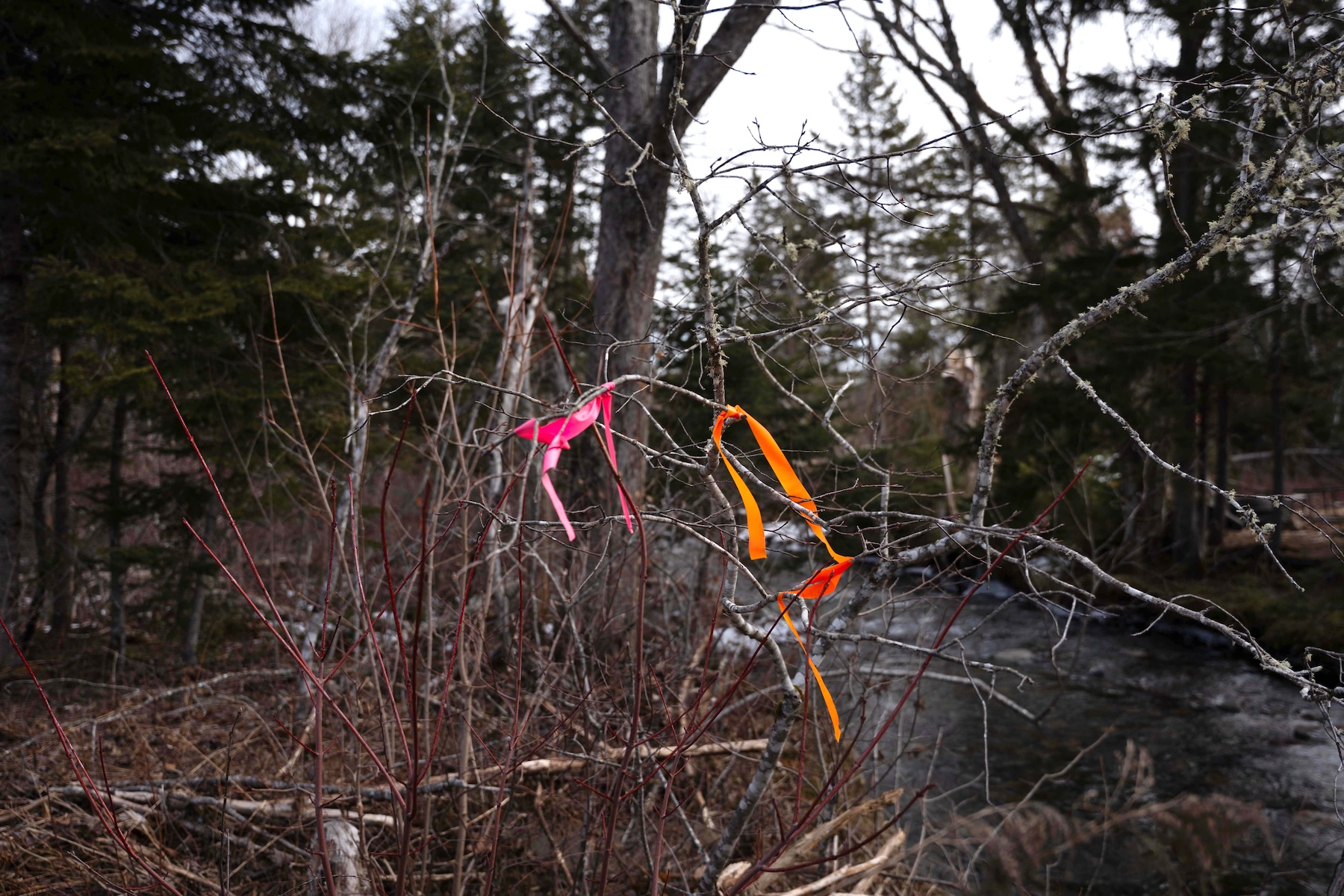 Photo of pink and orange ribbons tied around the bare branches of a bush with a forest continuing on in the background.