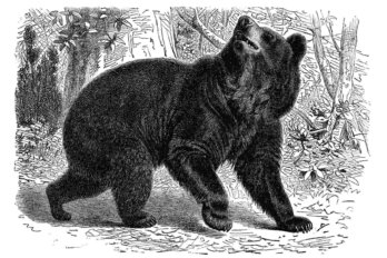 A black-and-white illustration of a black bear in a forest