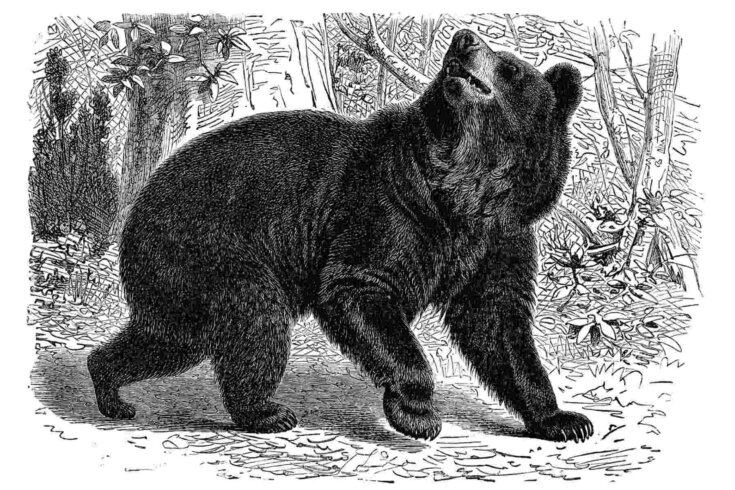 A black-and-white illustration of a black bear in a forest