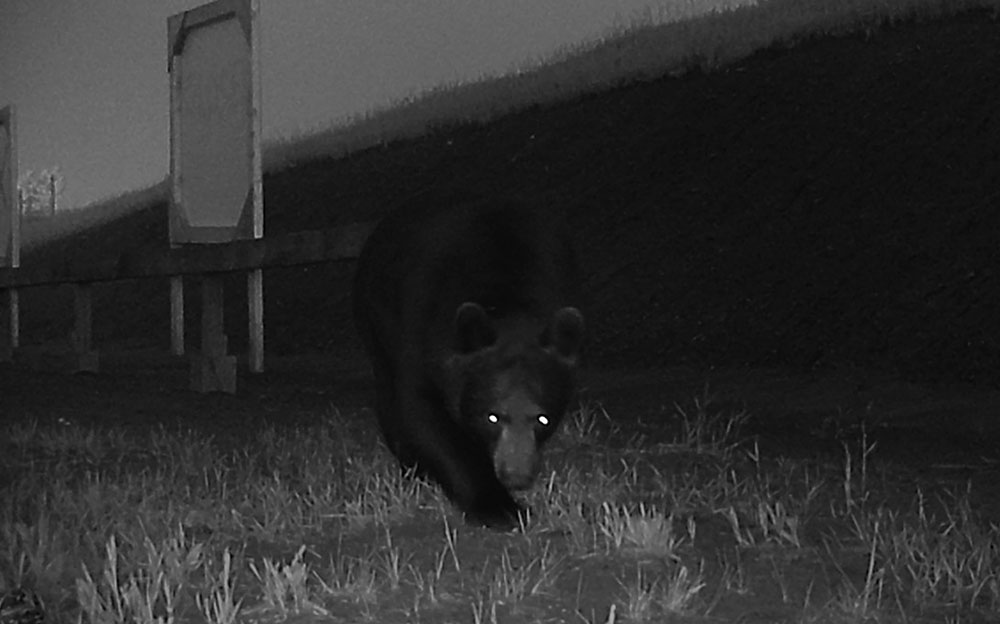 Black and white video still of a black bear, taken at night