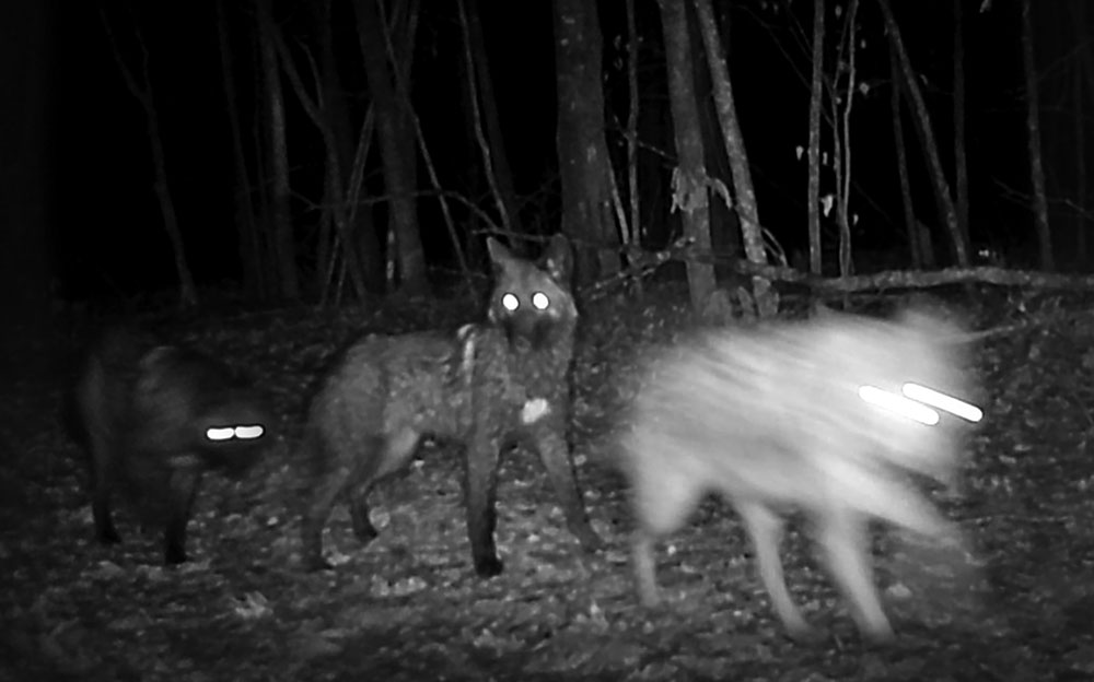 Black and white video still of three wolves, taken at night in a wooded area