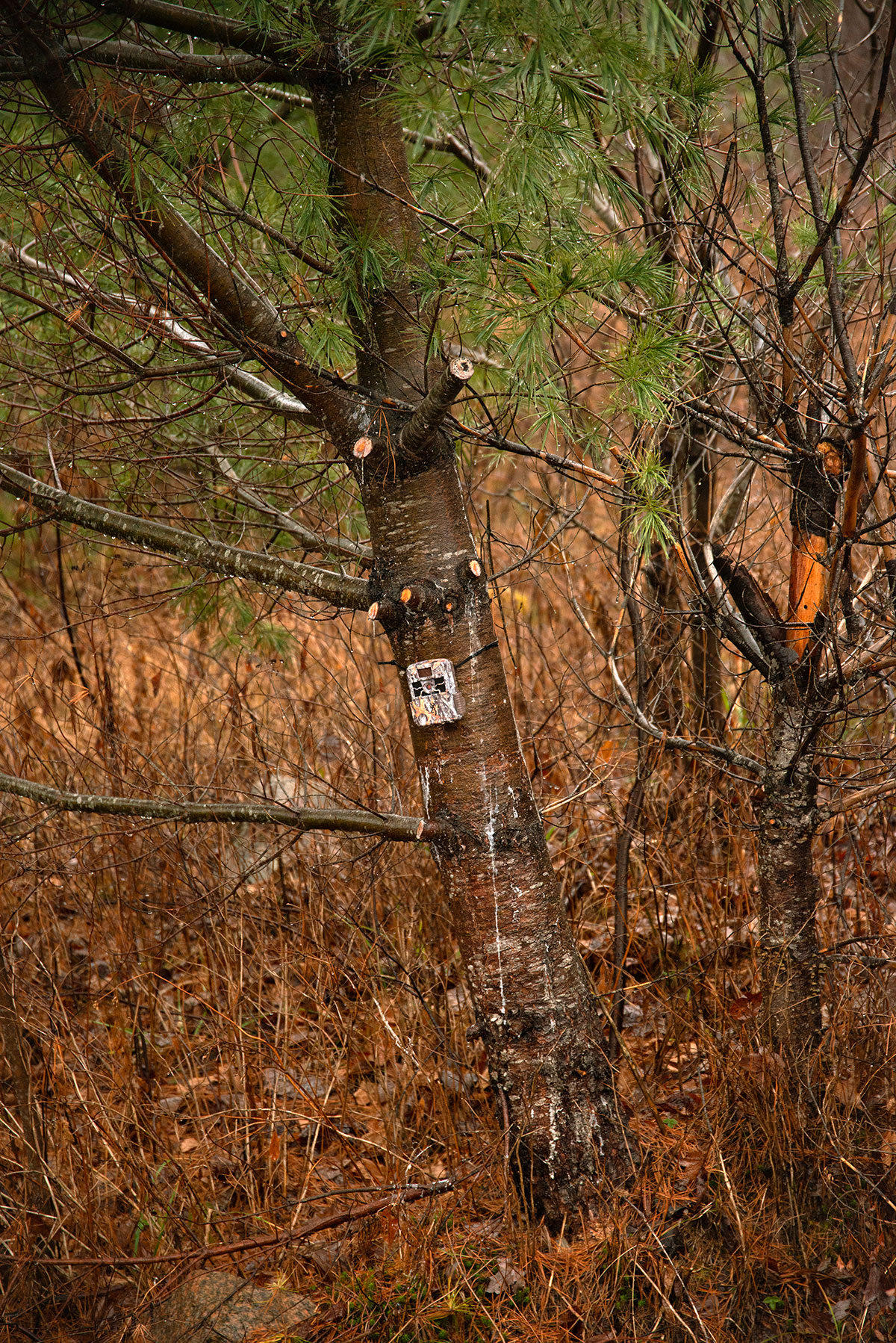 Photo of a weathered trail camera strapped to the trunk of a tree in a heavily wooded area
