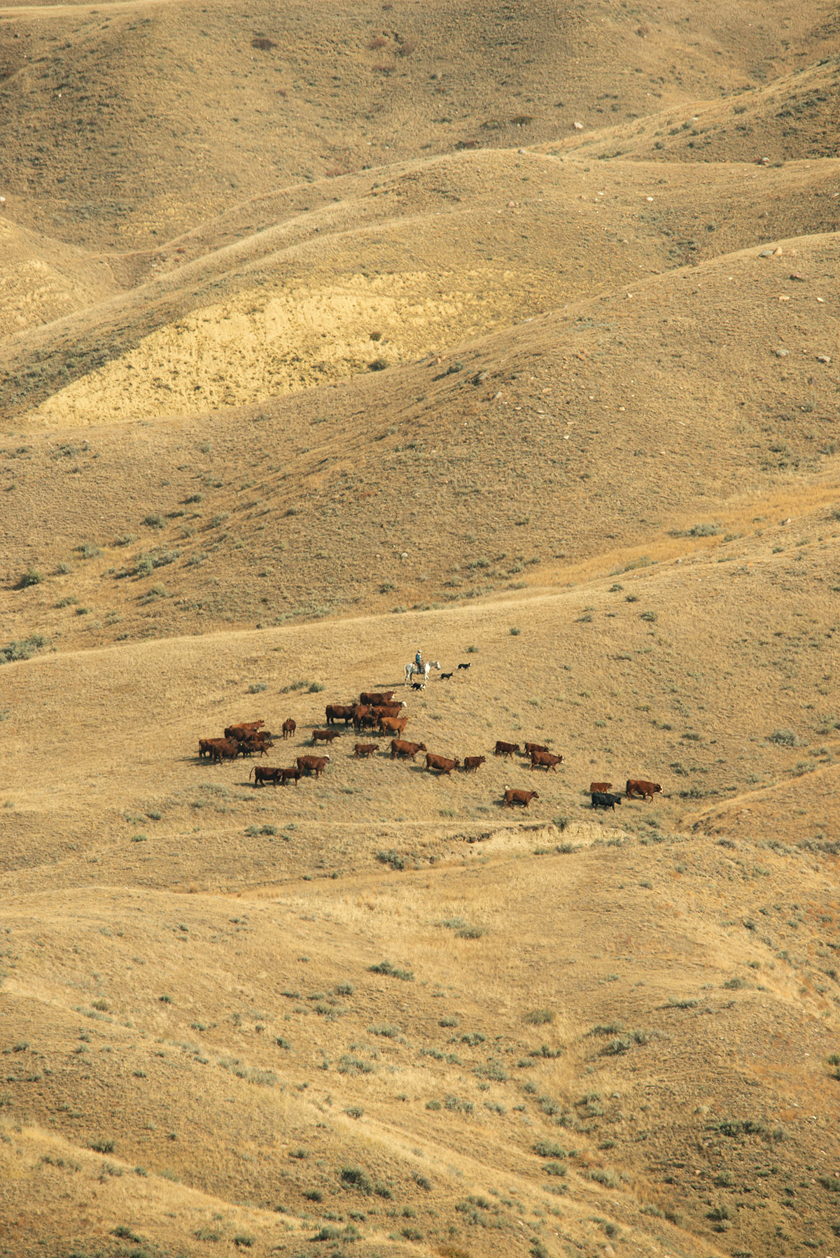 Aerial photo of a person on a white horse near a group of brown cattle. They are in the middle of a hilly yellow area dotted with shrubs