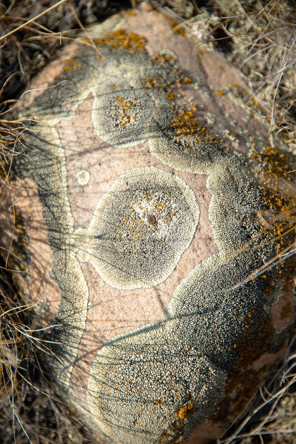 Close-up photo of spots of lichen growing on the face of a rock
