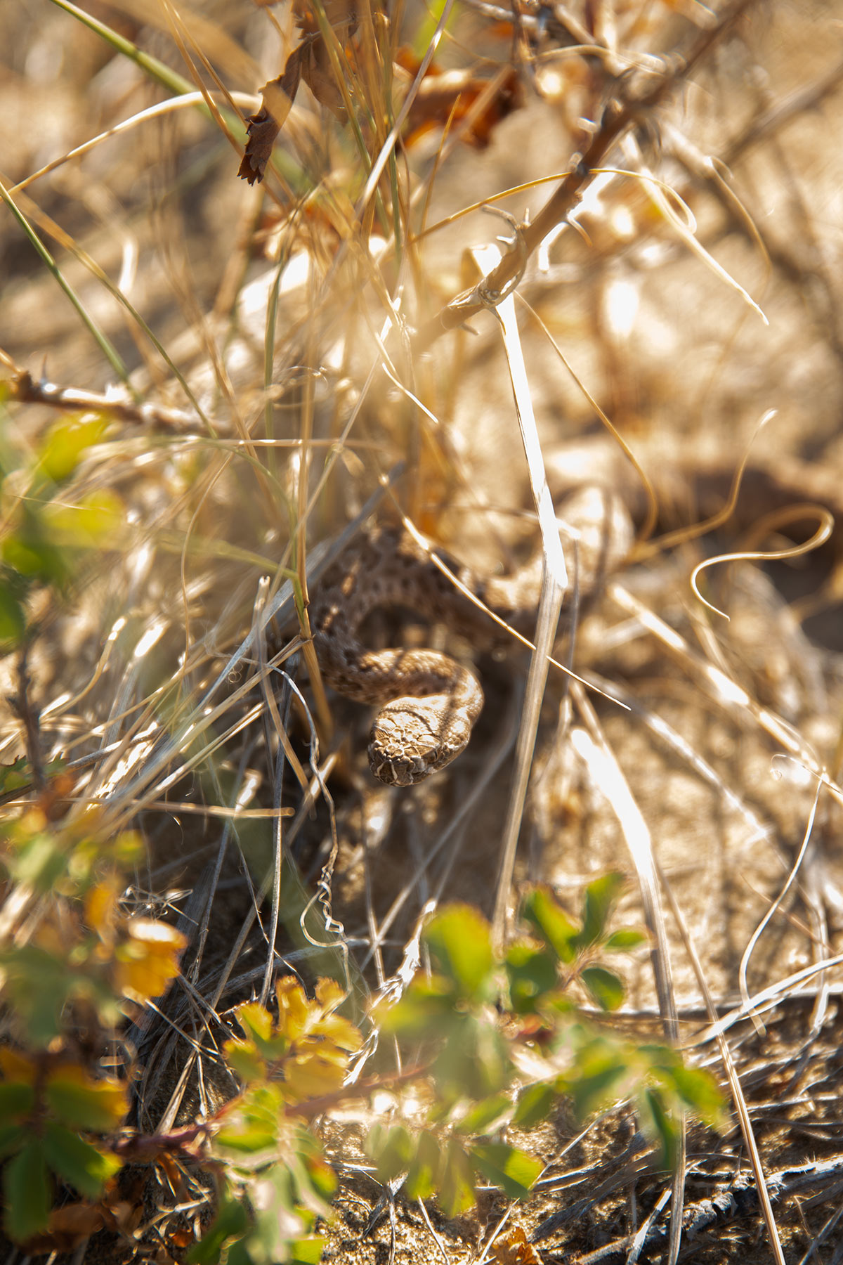 Close-up photo of a prairie rattlesnake hiding in tall grass
