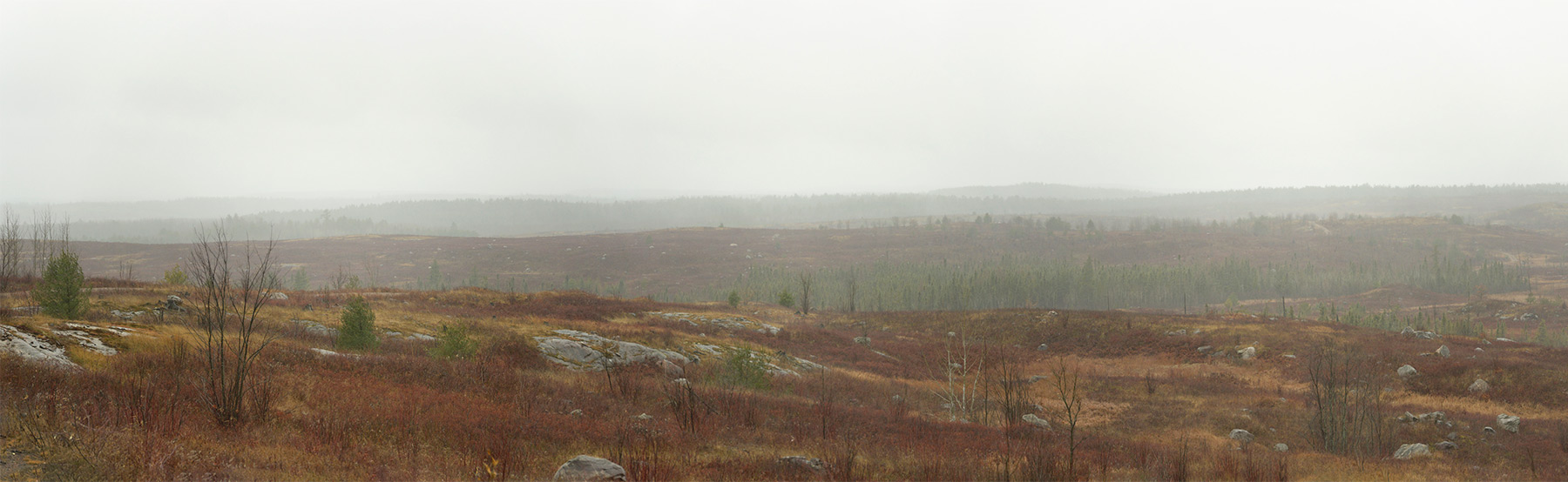 Panoramic photo of a landscape with bare trees under a grey sky