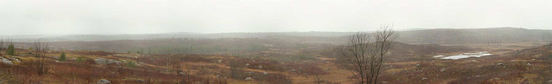 Panoramic photo of a landscape with bare trees under a grey sky