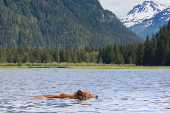 A brown bear swims across a lake. In the background are the trees and mountains of the Great Bear Rainforest.