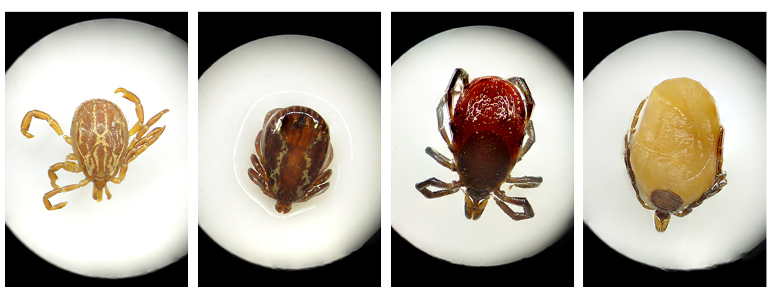 ticks with brown shell