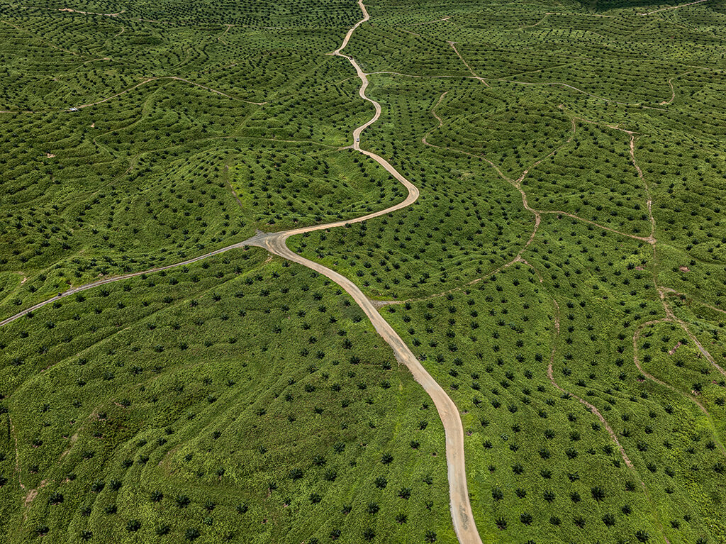 Palm Oil Plantation #2, Borneo, Malaysia, 2016, Edward Burtynsky.
