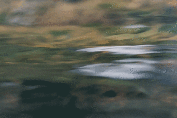 An image of rippling water in a stream
