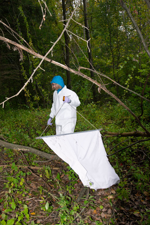 A woman, Katie Clow, wears a white full-body covering and carries a net to drag for ticks in a forested area