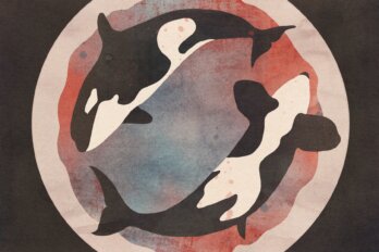 Illustration of two orcas in a circular motion, nose to tail (similar to the yin and yang symbol) outlined by a watercolour circle with shades of pink, blue, and purple, set against a black background.