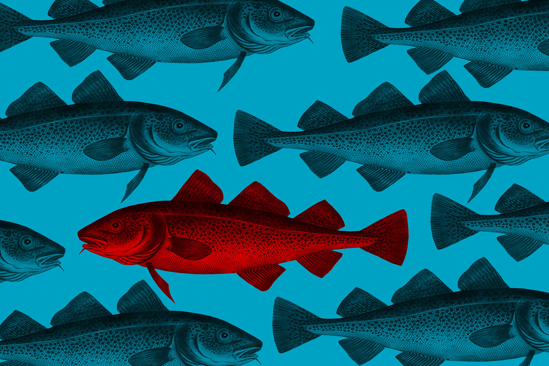 Will Reviving the Cod Industry Doom It Yet Again? | The Walrus