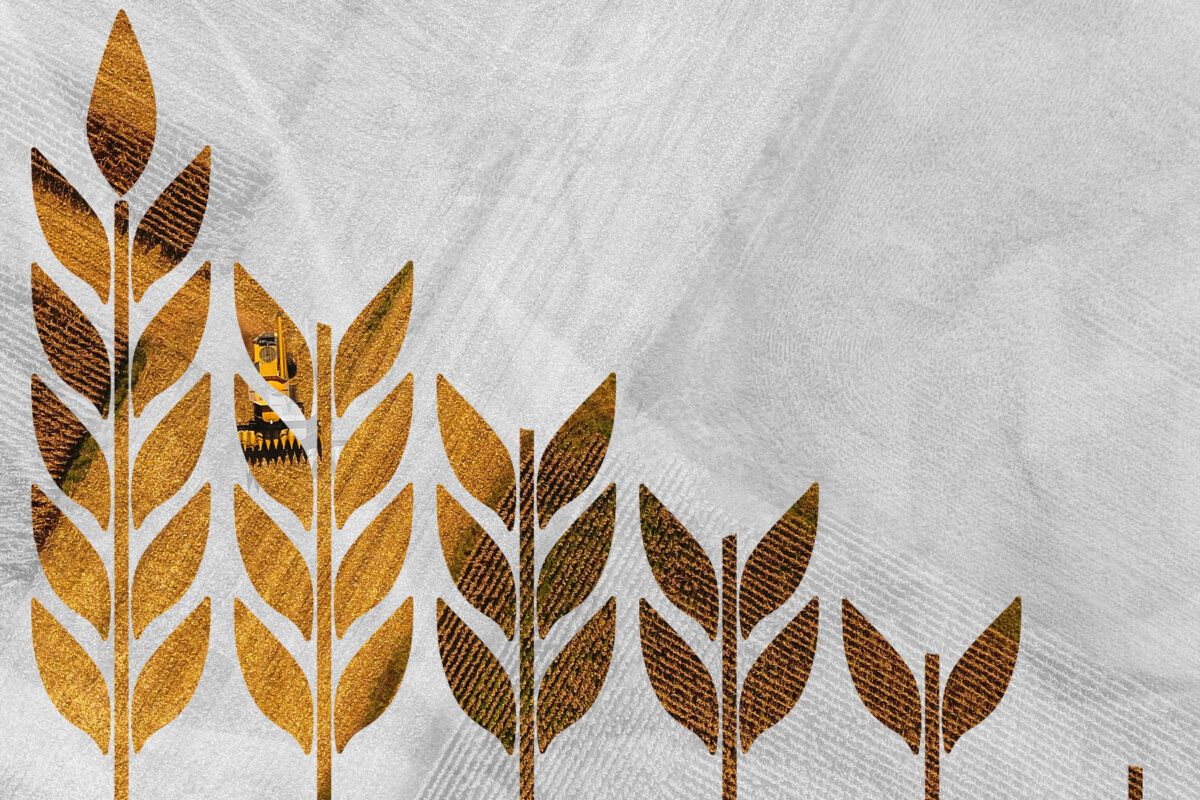 A Mega Farm’s Financial Fall Is Sending Shockwaves Across the Prairies